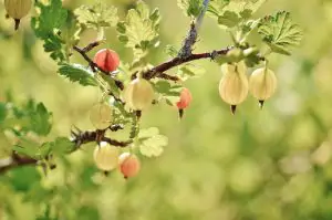 gooseberry 176450